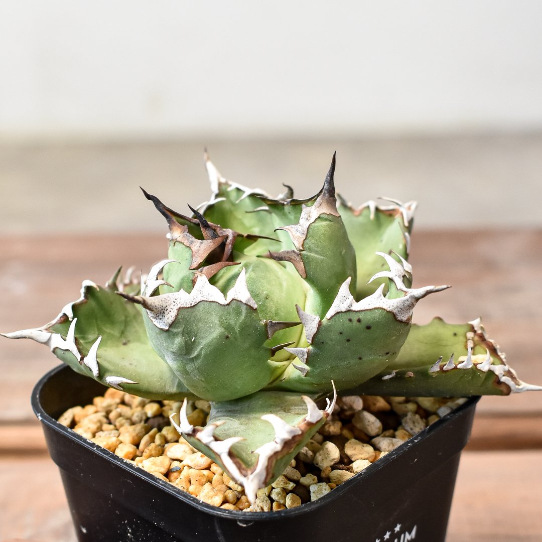 アガベ チタノタ ドワーフ / 