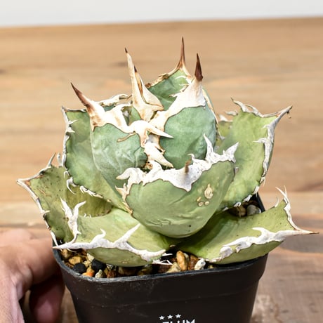 アガベフレーム | STORES