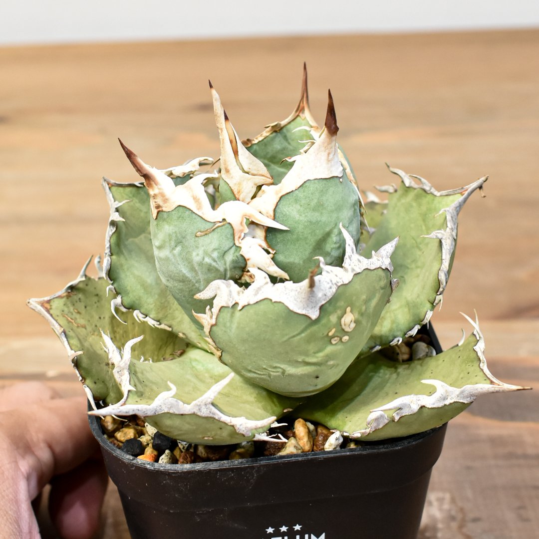 RAFLUM育成株】アガベ チタノタ フレイム 