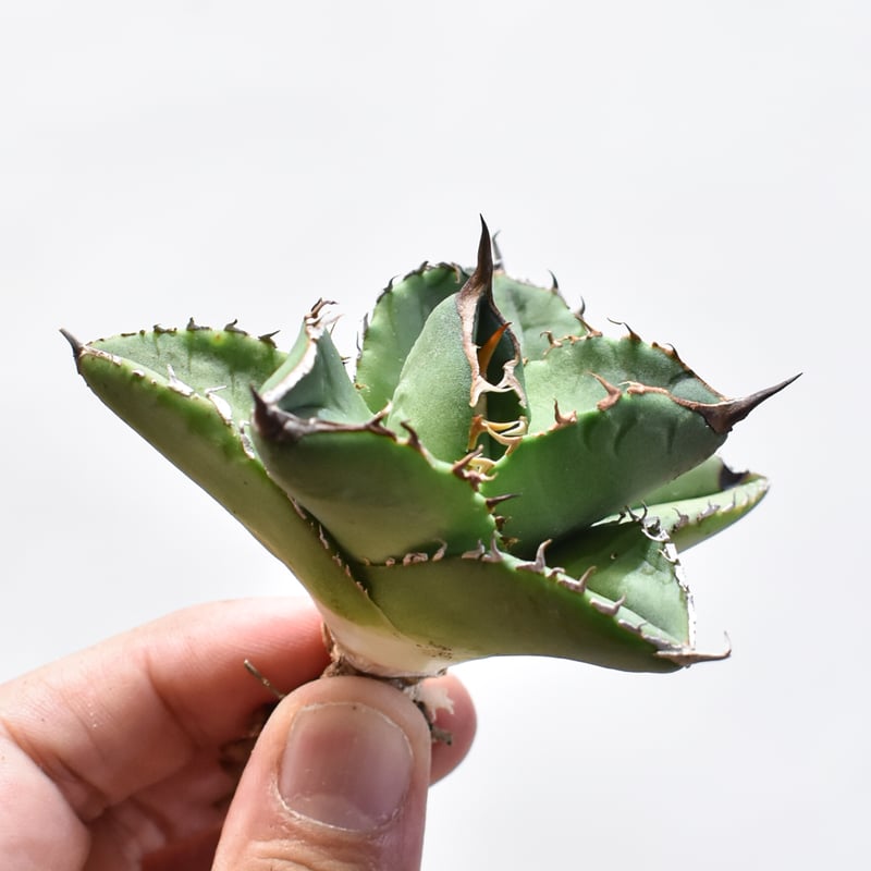 アガベ チタノタ 黒犀牛 超選抜　子株活着済み Amazon｜アガベ チタノタ 黒犀牛/Agave titanota 'Black Rhino