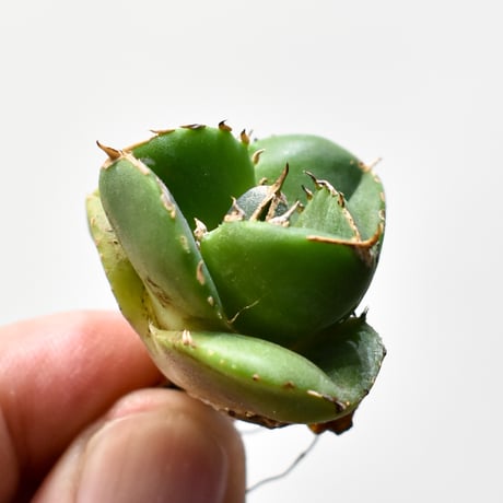 アガベ チタノタ "達摩"【台湾 dragon agave産/抜き苗販売】B RF25011524