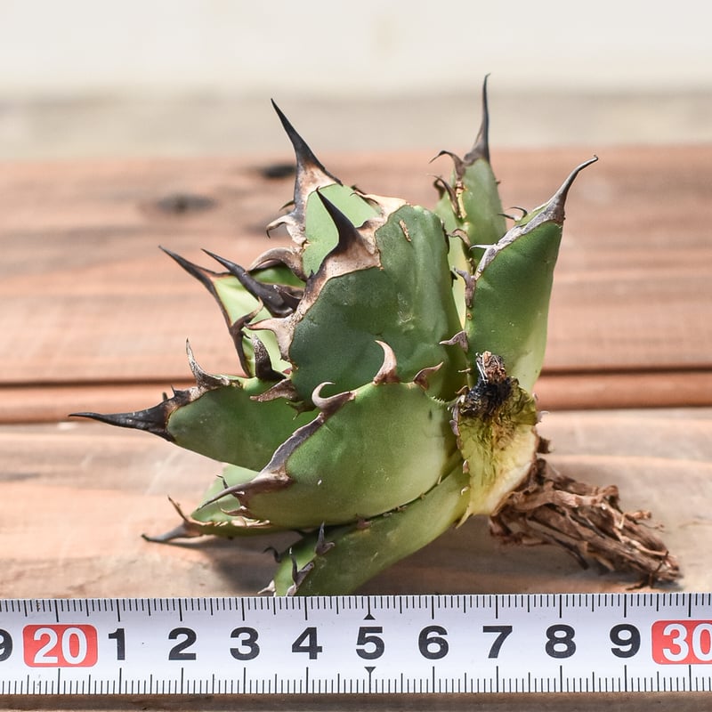 アガベ チタノタ ハデス / 黒帝斯、恐竜牙歯 【台湾 dragon agave産/TC