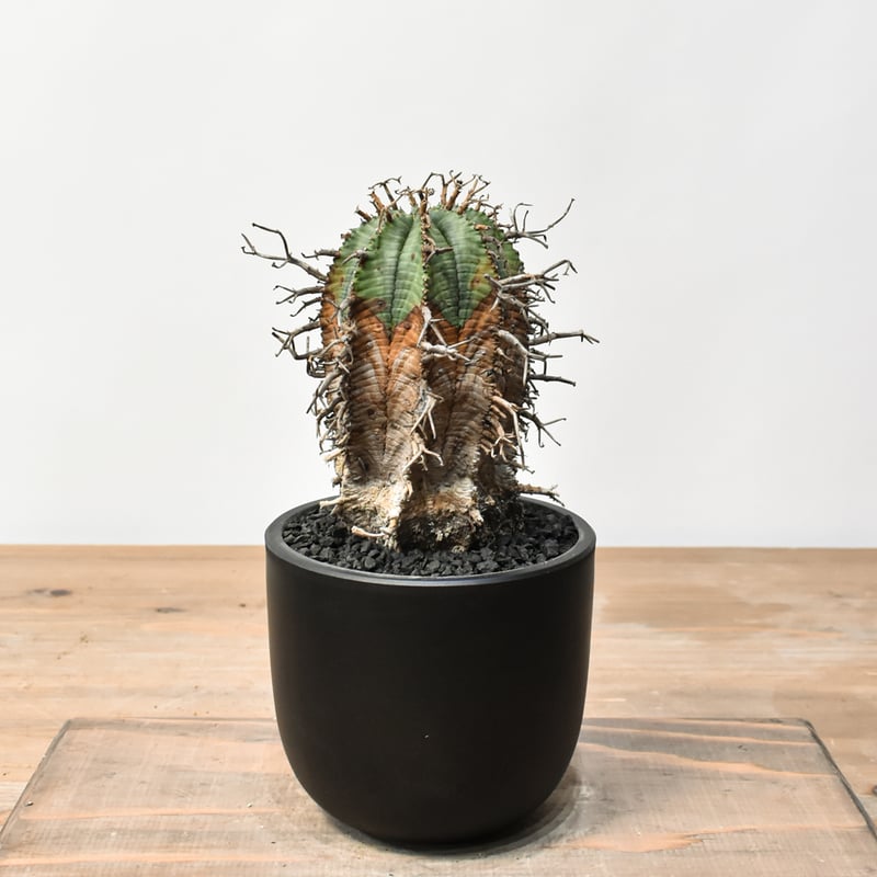 ユーフォルビア オールドスーパーバリダ 