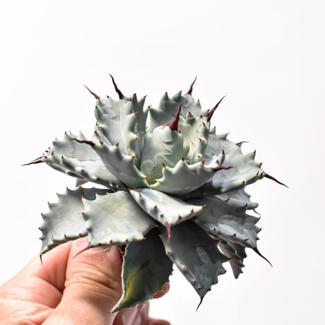 アガベ ハイブリット アメリカ白銀甲蟹(美系白銀)×象牙妖炎【台湾botanical_seeker産/選抜株】RF25011800