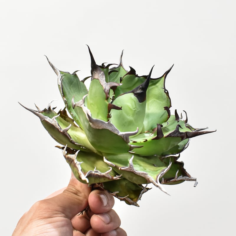 アガベ チタノタ 