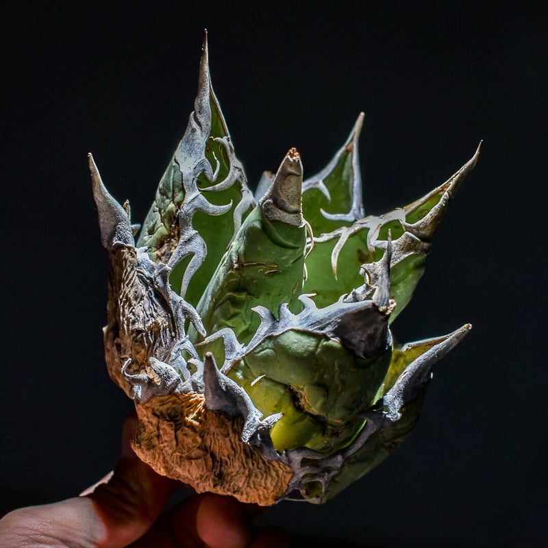 アガベ オアハカ 