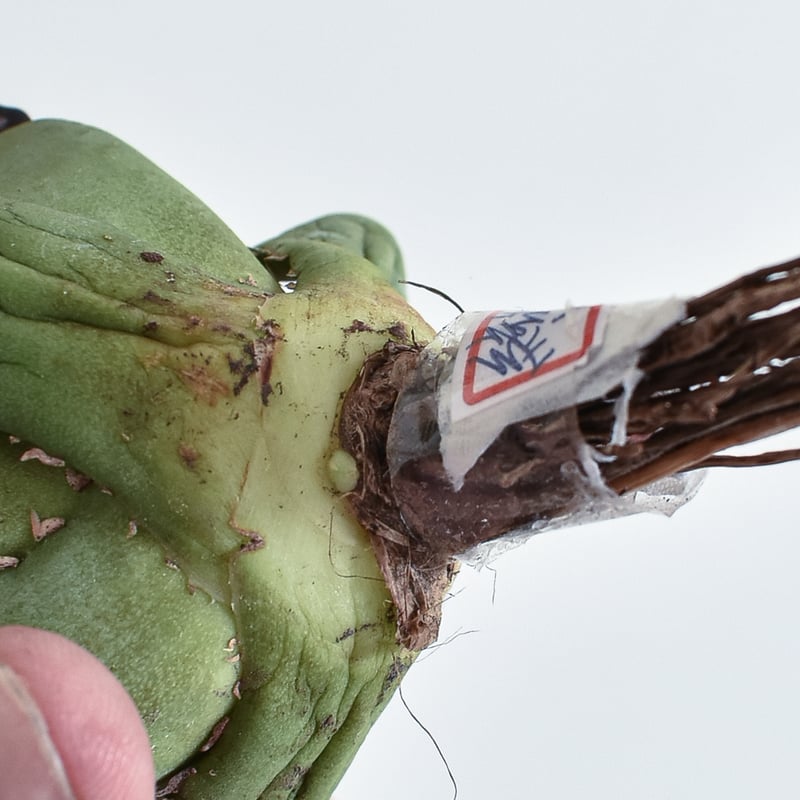 アガベ チタノタ 