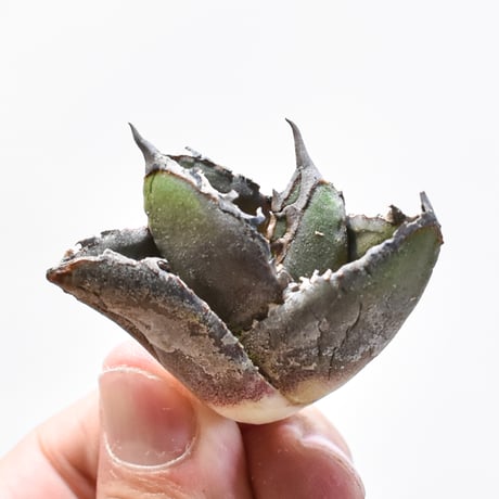 CATEGORY アガベ チタノタ 