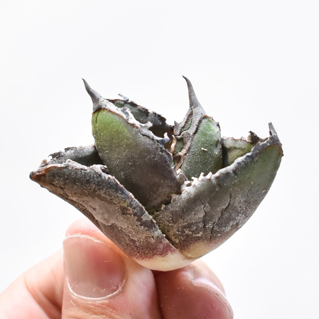 アガベ チタノタ 