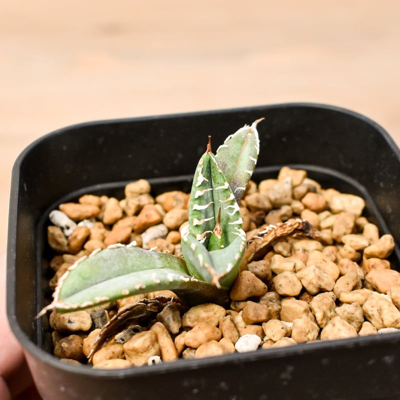 Berlin産 毒蛇 アガベ チタノタ 子株 KUSALIFE アガベ チタノタ Berlin