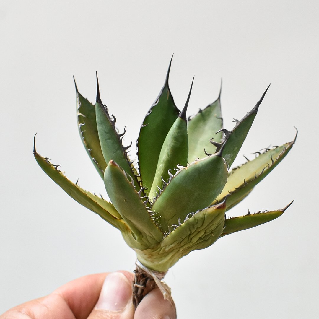 XL SIZE 植木鉢 作家鉢 アガベ 魔界玉 グラキリス 恵比寿笑い XL SIZE 植木鉢 作家鉢 アガベ 魔界玉 グラキリス 恵比寿笑い