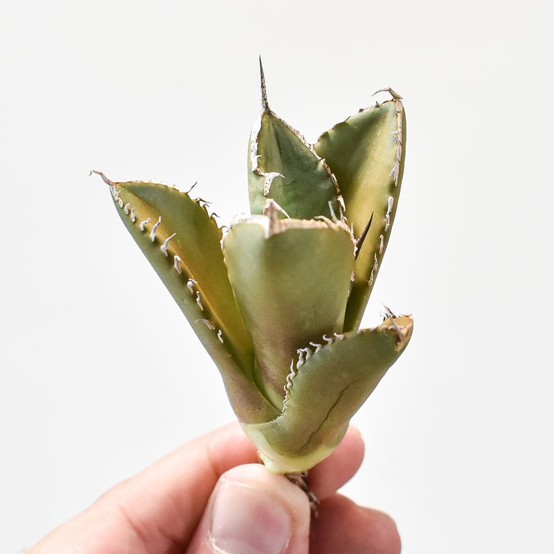 アガベ チタノタ シャークソード 