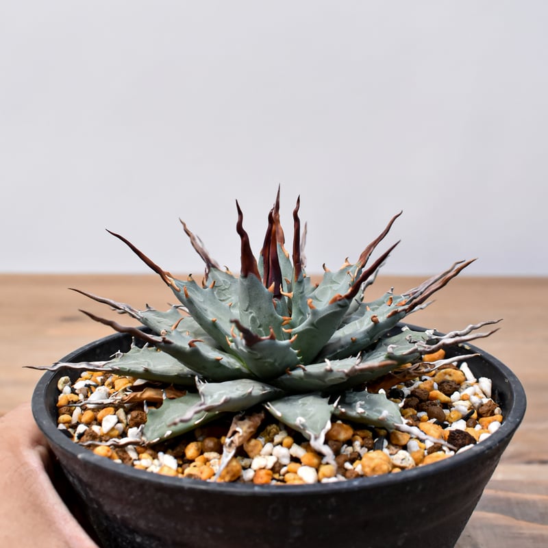 アガベ Dennis hybrid 妖炎X甲妖 /エボリスピナ