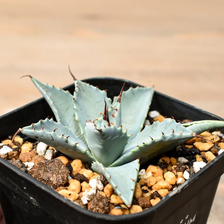 アガベ ハイブリット 日系イシスメンシス×象牙妖炎（陽炎エボリ）【台湾botanical_seeker産】RF25011385