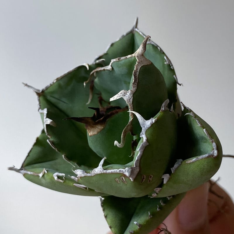 アガベ　チタノタ　ジャガーノート斑入り　子株 アガベ チタノタ ジャガーノート ハイブリッド / jnh-02