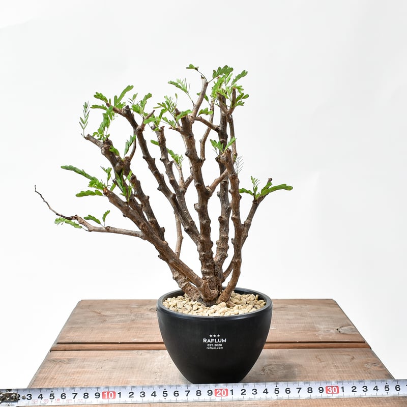 ムキムキ センナメリディオナリス 台湾実生 発根定着済 ムキムキ センナメリディオナリス 台湾実生 発根定着済 - メルカリ