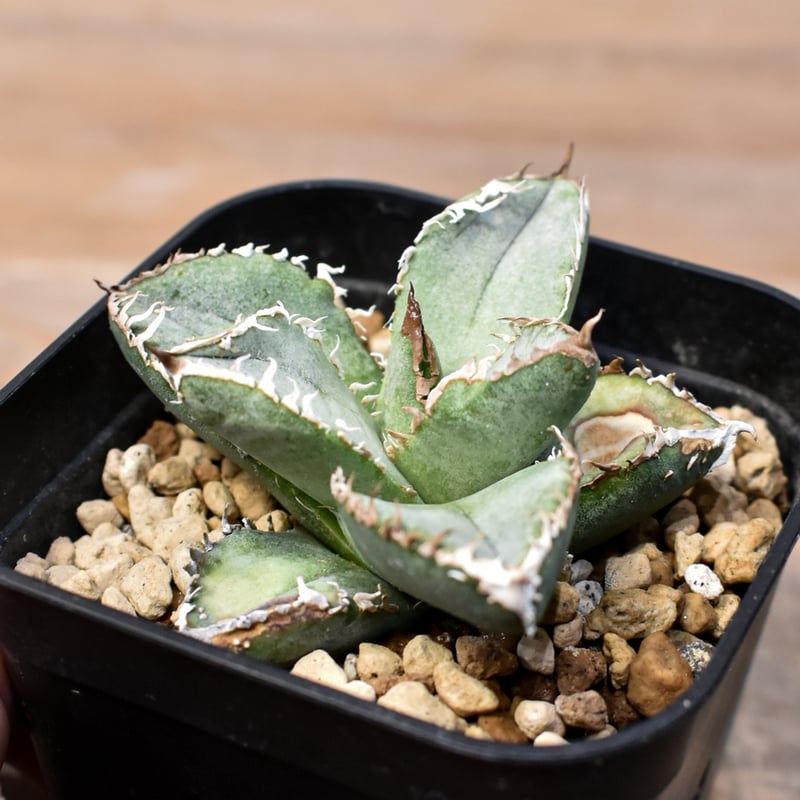 アガベ チタノタ 