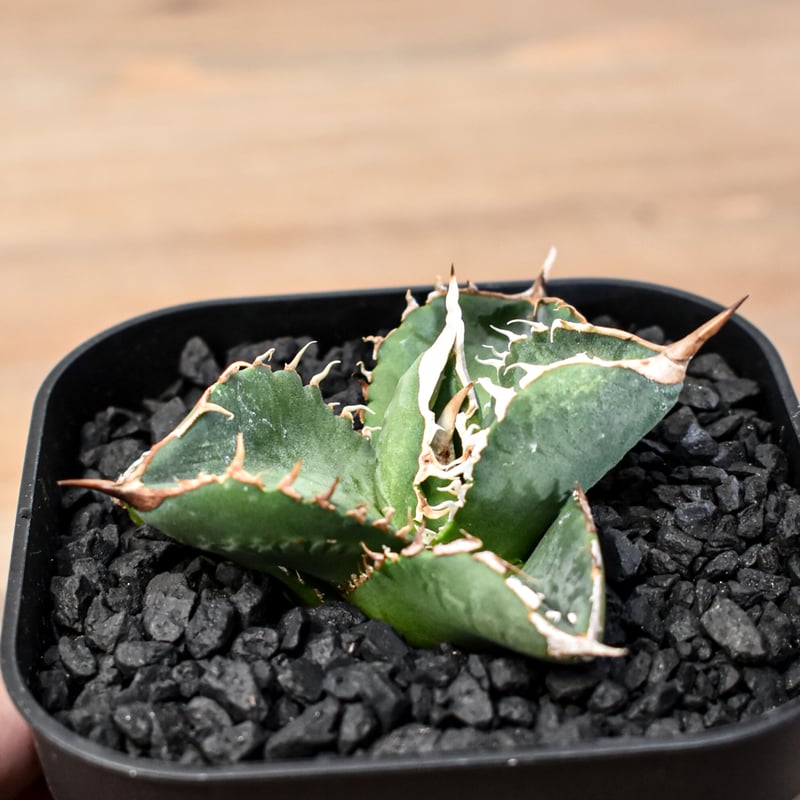 アガベ チタノタ 