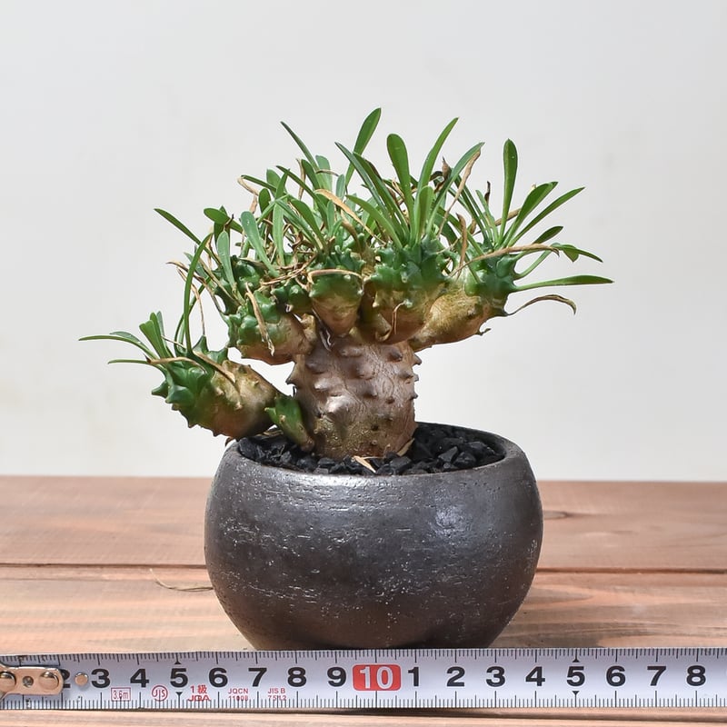 ユーフォルビア ガビザン 