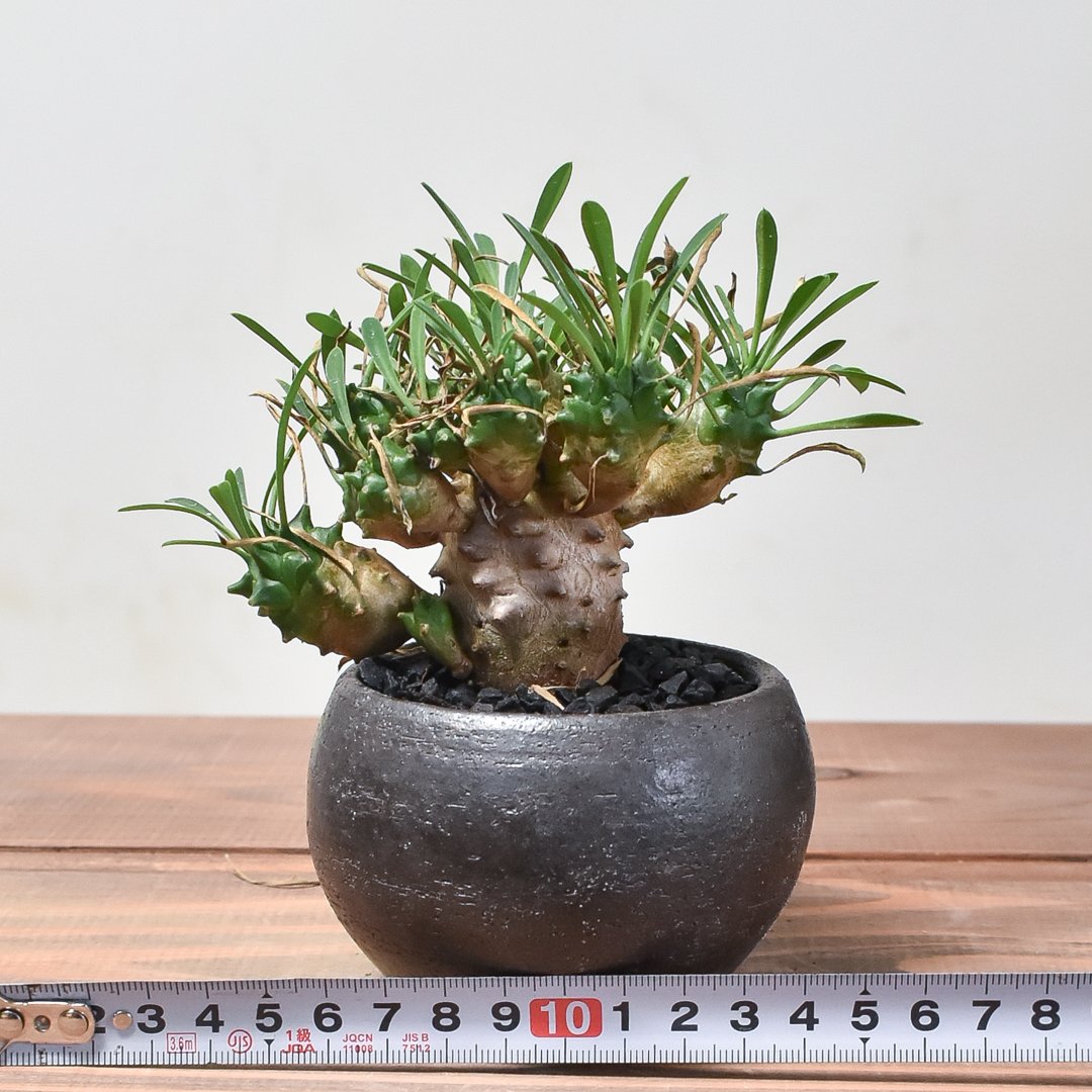 ユーフォルビア ガビザン 