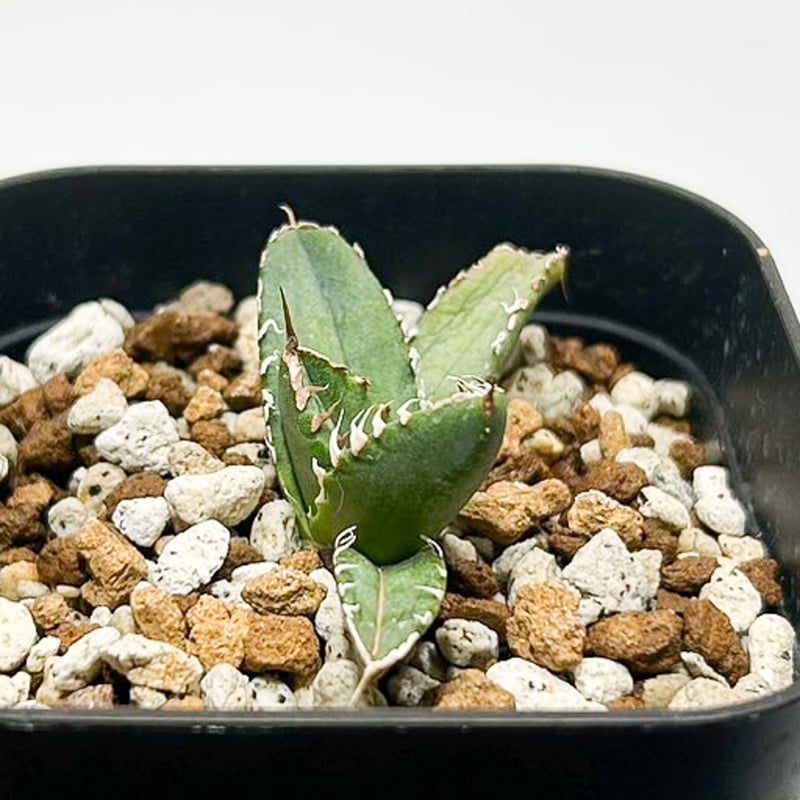 アガベ チタノタ 