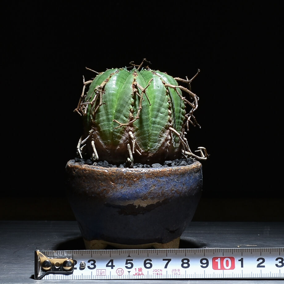 ユーフォルビア・バリダ 木質化 