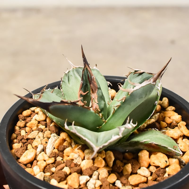 アガベ チタノタ 