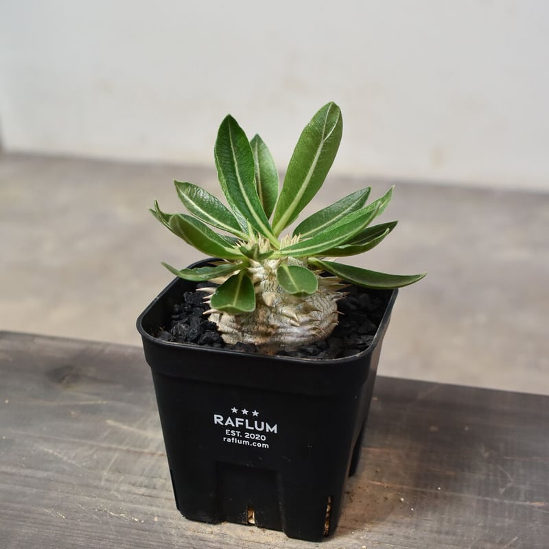 恵比寿大黒 扁平型 デンシカウレ 輸入株 パキポディウム デンシカウレ 恵比寿大黒① | hanayoshi-botanical