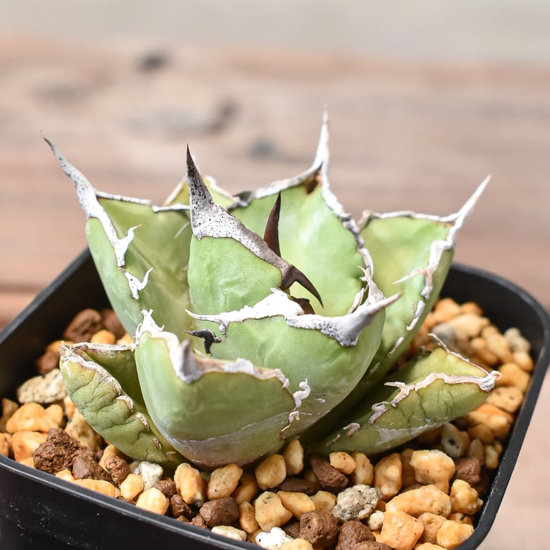 アガベ チタノタ 