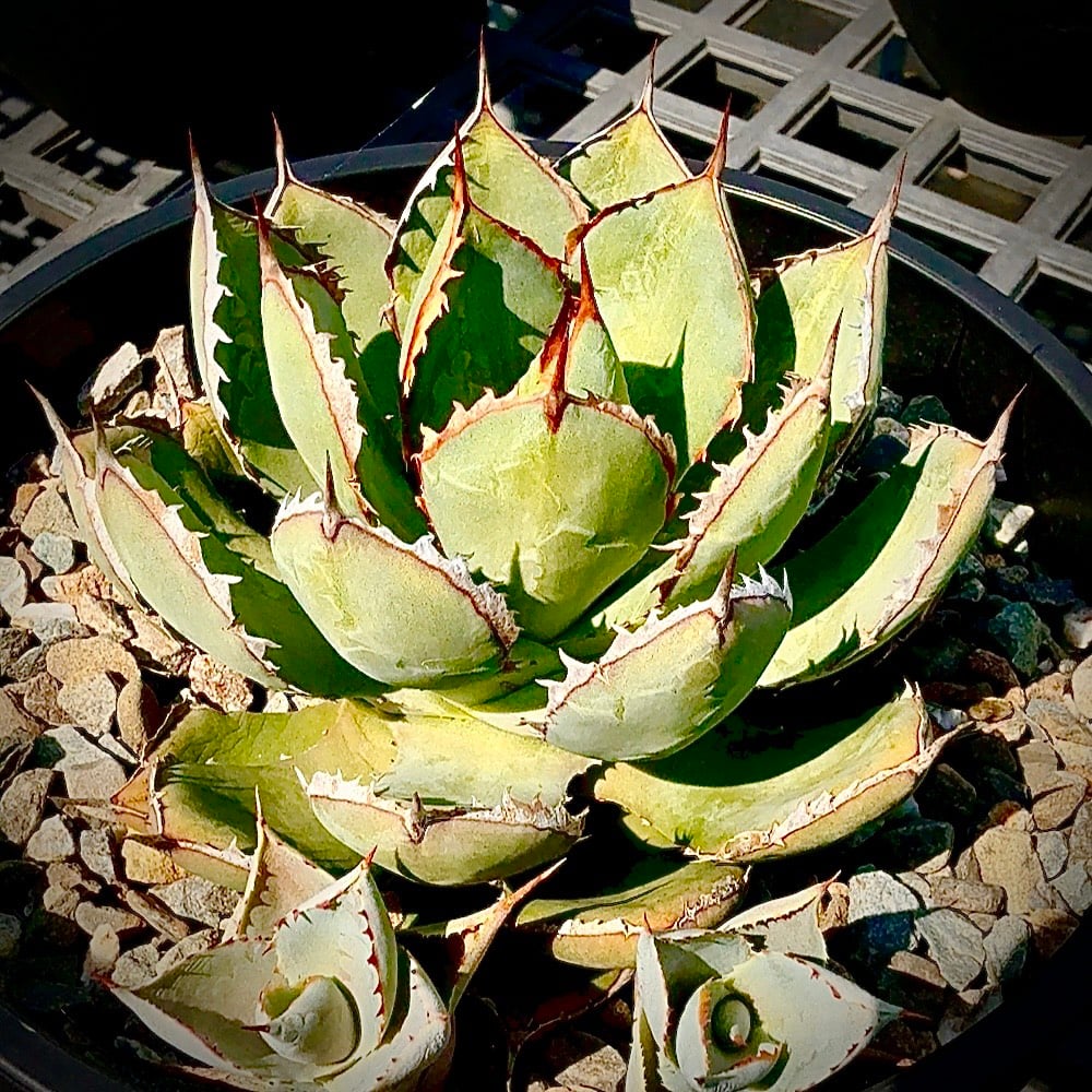 アガベ hybrid バーントバーガンディ×イシスメンシス/瀧雷x甲蟹【台湾