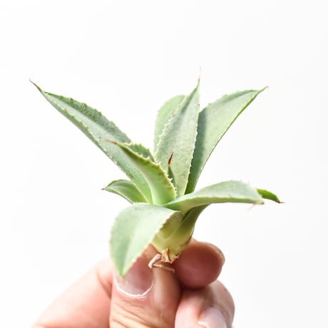 アガベ ハイブリット "A28" (特白肌怒雷神×血妖) 【台湾huplants2010産/子株販売】 RF25011830