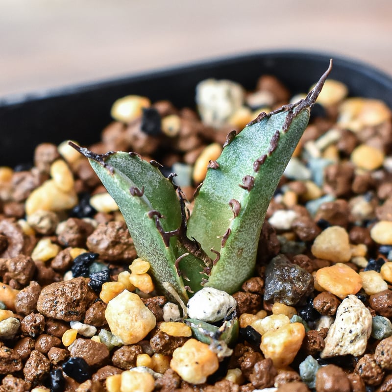 アガベ チタノタ 黒犀牛 大株 000000013444_148OEQ2.jpg