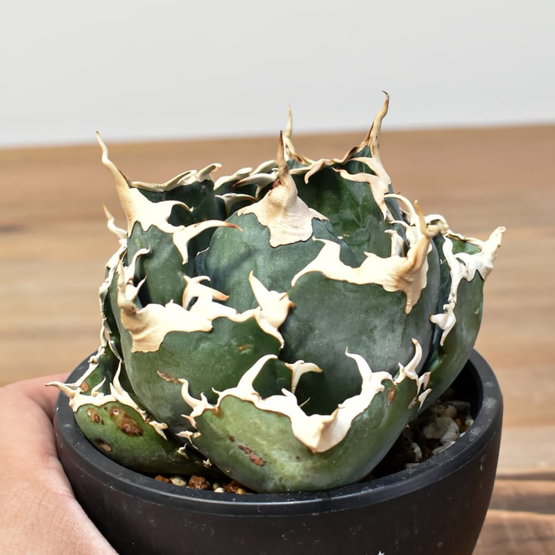 5CLAW】アガベ チタノタ “精品白鯨” 【台湾 dragon agave産/発根済み/中