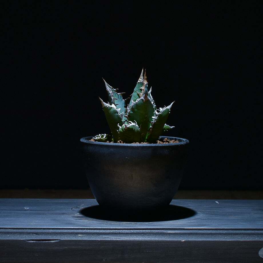 アガベ チタノタ レッドキャットウィーズル 赤猫 極上 レア小株 12株 発根済 アガベ チタノタ レッド キャットウィーズル（赤猫）033