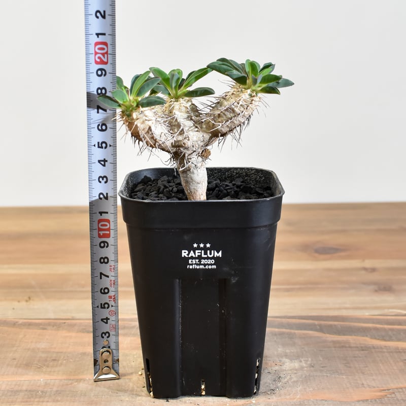 ユーフォルビア・ギラウミニアナ 【実生】RFHK25011167 | RAFLUM