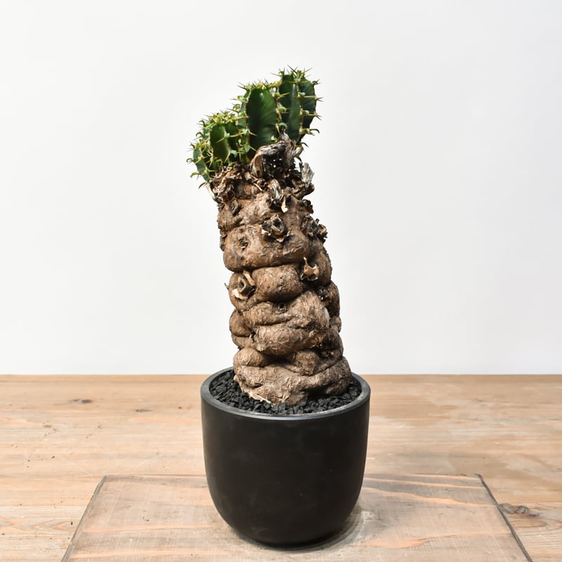 ユーフォルビア ムランジーナ RFHK25011500 | RAFLUM / ラフラム｜東京