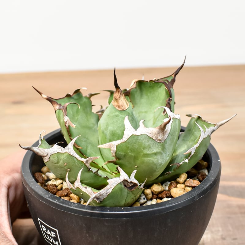 アガベ チタノタ REZA産アングリーハート（中株）※希少 アガベ チタノタ 