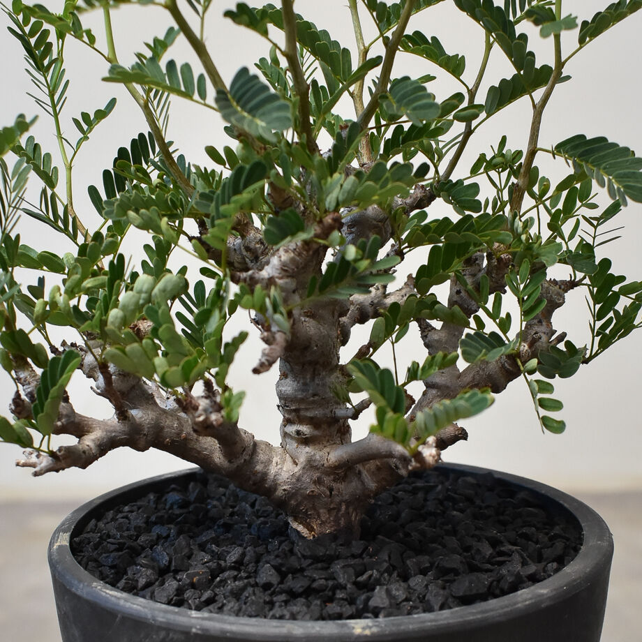 センナ メリディオナリス 捩じっ Senna meridionalis 発根済の特大株 センナ メリディオナリス 捩じっ Senna meridionalis 発根済の特大株