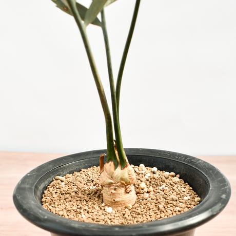 【国際希少野生動植物種登録票付】エンセファラルトス レーマニー RFHK-388