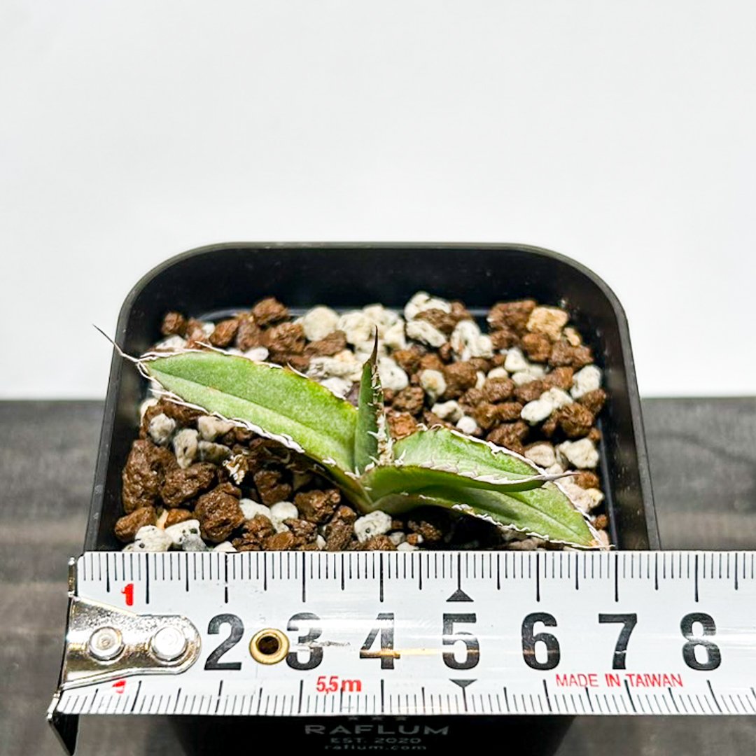 アガベ 2個セット ノーネーム 大白鯊 SAD 魔丸 アガベ 2個セット ノーネーム 大白鯊 SAD 魔丸