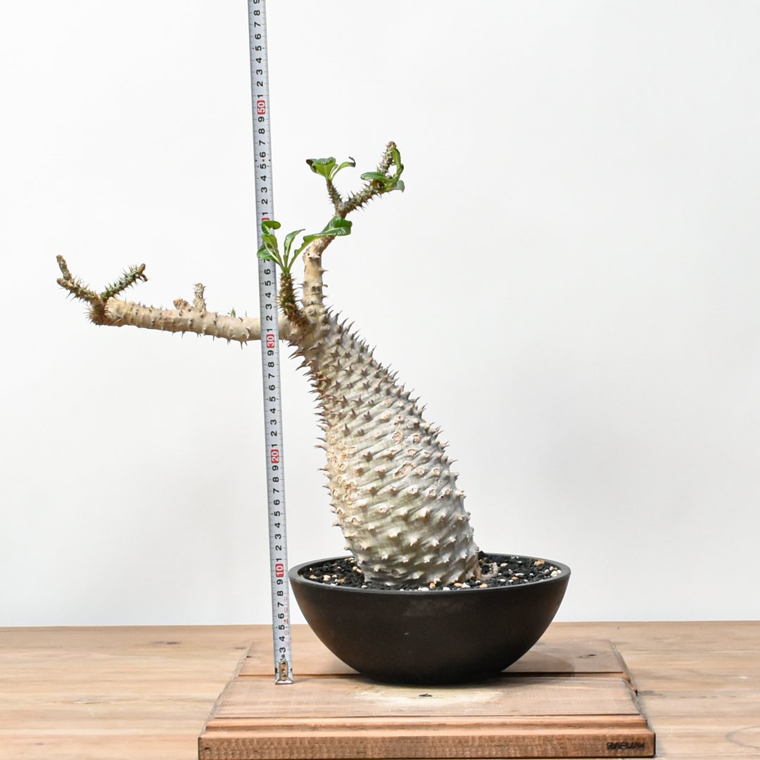 RAFLUMコレクション】パキポディウム アンボンゲンセ 