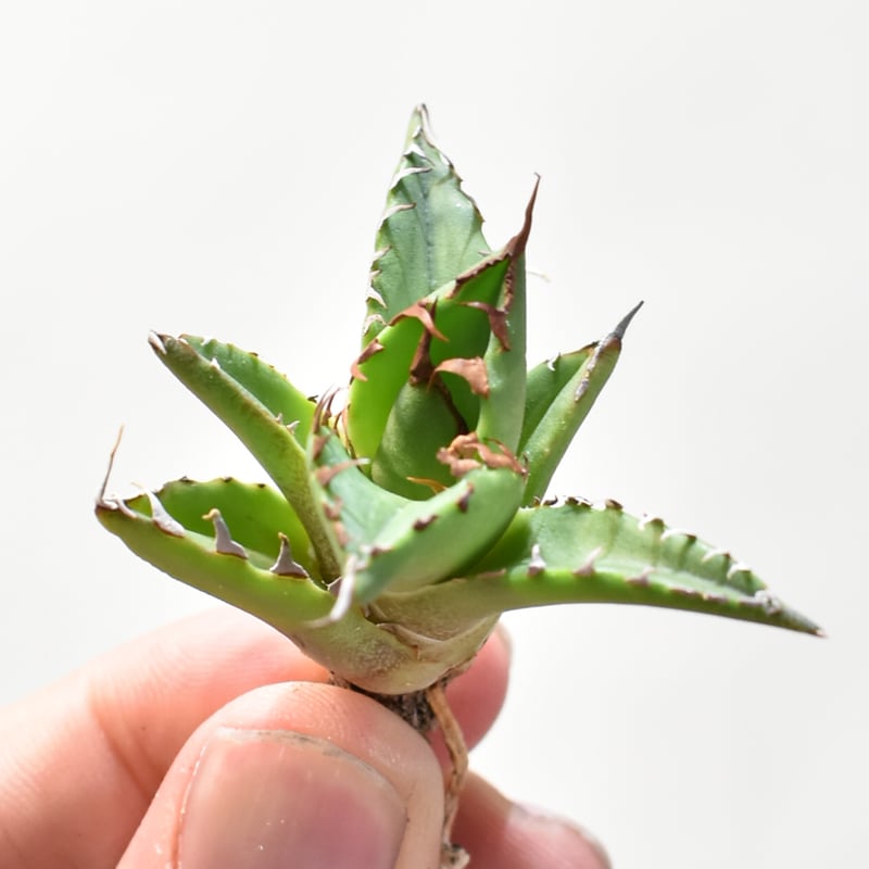 アガベ Dennis hybrid ホリダ×鬼爪（026） 