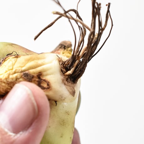 【RAFLUM特選株】アガベ チタノタ ブラックアンドブルー / BB 精品藍球 【台湾 dragon agave産/抜き苗/子株】C DG25010108(T)