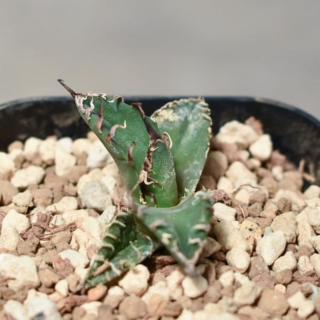 アガベ チタノタ "シーザー" 【台湾 黃柏林産/TC子株発根済み】RF231663