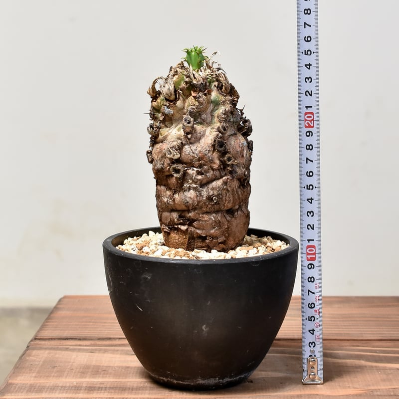 ユーフォルビア ムランジーナ 【発根済み】RF231847 | RAFLUM