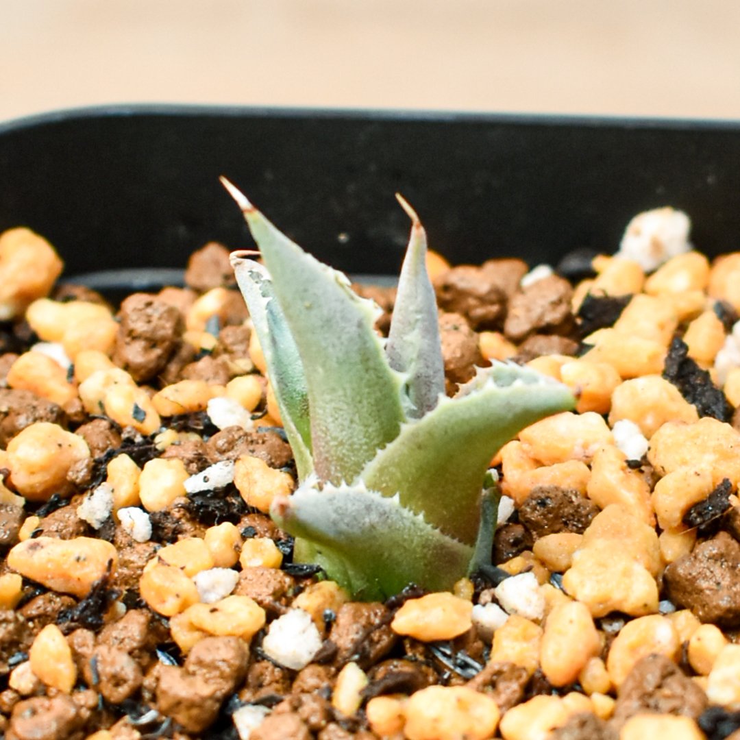 アガベ ハイブリット 