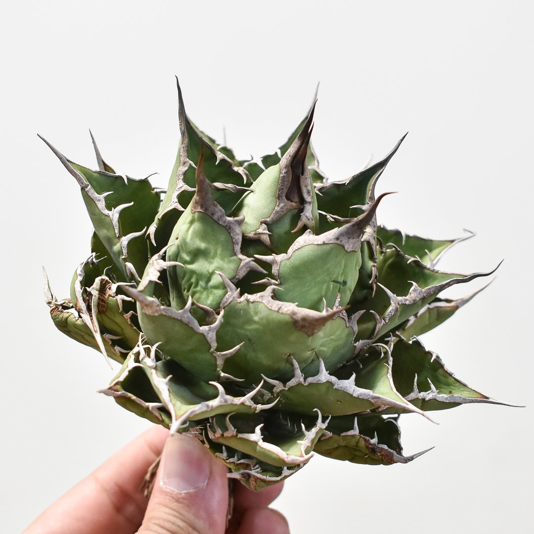 Dragon clow チタノタ 大株 ドラゴンクロウ アガベ イラン株