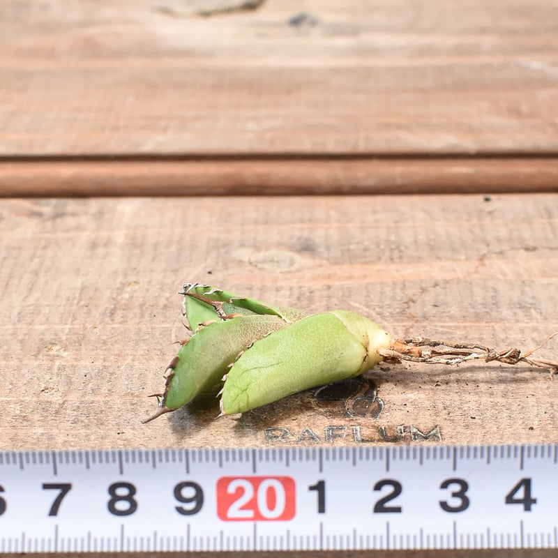 Agave アガベ　チタノタ　 白虎　白焔の選抜株　台湾株 Agave アガベ チタノタ 白虎 白焔の選抜株 台湾株 Agave アガベ