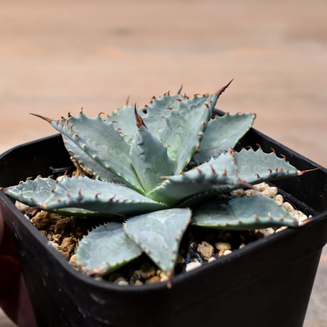 アガベ ハイブリット 日系イシスメンシス×象牙妖炎（陽炎エボリ）【台湾botanical_seeker産】RF25011366