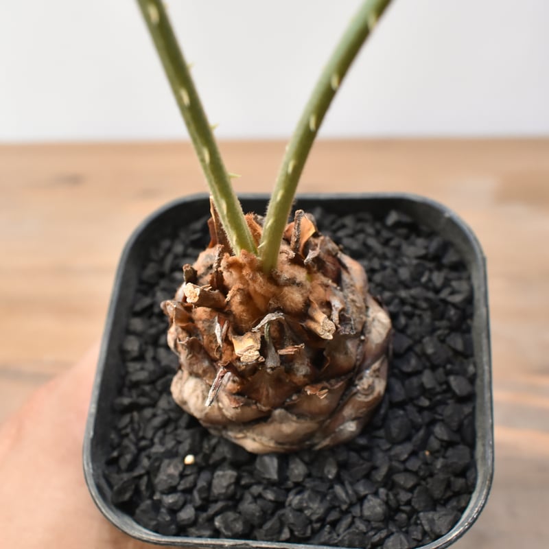 サイカス　コッツシアーナ サイカス カイルンシアナ 青い ソテツ Cycas cairnsiana サイカス